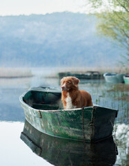 A stoic Nova Scotia Duck Tolling Retriever dog on boat at a misty lake