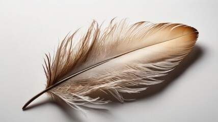 Realistic image of a feather on a white background