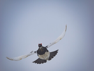 Rock Ptarmigan male flying