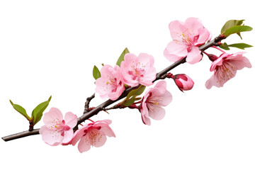 A Symphony in Pink: Delicate Flowers Dancing on a White Canvas on a White or Clear Surface PNG Transparent Background.