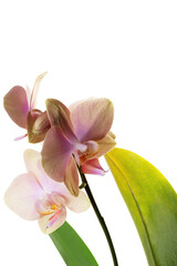 Pink orchid isolated on a white background.