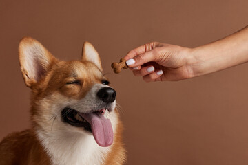 dog food in the shape of a bone close-up on a dog's tongue, happy dogs concept