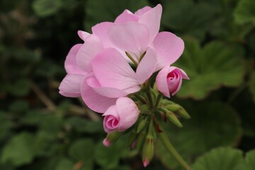 ピンクのゼラニウムの花　横型