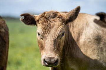 'herd of dairy cows grazing on lush long green pasture in a field on a. beef cattle farm in Australia on a ranch