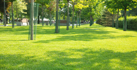 Beautiful green park at the sunny day.