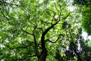 Obraz premium Trees in a Shanghai park with low angle of view. Looking at the sky through Tree Leaves