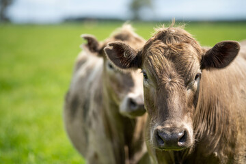 livestock restoring landscape through farming with cows
