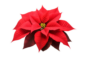 Obraz premium Ethereal Elegance: A Poinsettias Close-Up on a White or Clear Surface PNG Transparent Background.