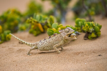 Namaqua Chameleon, Chamaeleo namaquensis, eating a beetle in the Namib desert
