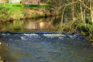 Ente schwimmt im romantischen Fluss mit kleiner Staustufe 