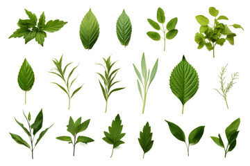 Whispers of Nature: A Dance of Green Leaves on a White or Clear Surface PNG Transparent Background.