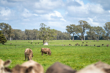 herd of big fat steers grazing on lush long green pasture in a field on a. beef cattle farm in Australia in spring, with regenerative native pasture