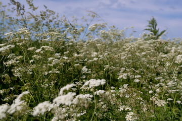 flowers in the field