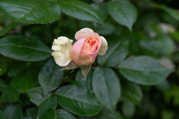 pink rose in garden