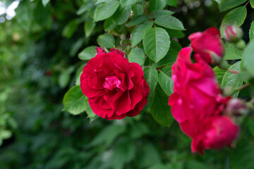 Obraz premium red rose in garden