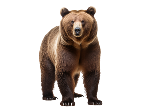a bear standing on a white background