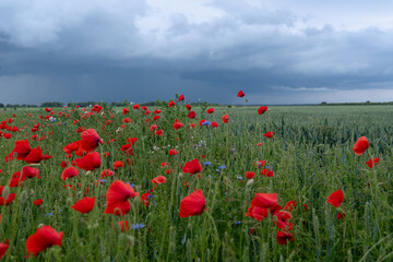 field of red poppies