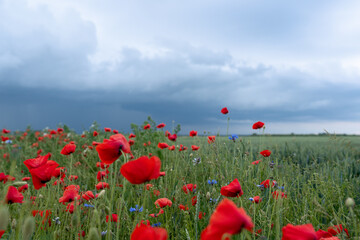 field of poppies and sky