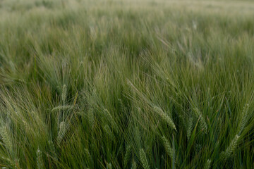 green grass in the wind