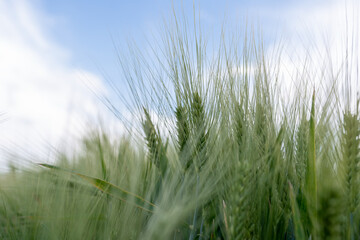 green grass and sky