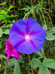 Blue dawn flower, Common morning glory, Japanese morning glory, Morning glory.