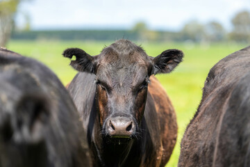 Beef cows and calves grazing on grass on a beef cattle farm in  Australia. breeds include murray grey, angus and wagyu