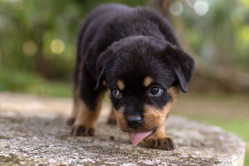 Rottweiler puppy walking on green grass on a sunny day
