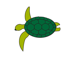 turtle illustration