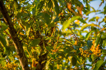 ÁRBOL DE NANCE FRUTA