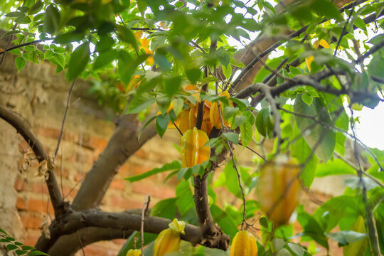 CARAMBOLO FRUTA