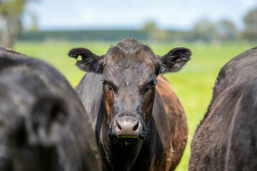 Stud beef wagyu cows in a field on a farm in England. English cattle in a meadow grazing on pasture in springtime. Green grass growing in a paddock on a sustainable agricultural ranch.
