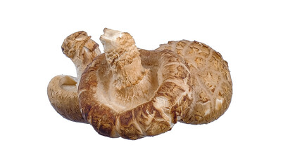 Shiitake mushrooms isolated on the white background