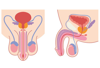 男性生殖器の構造　医療