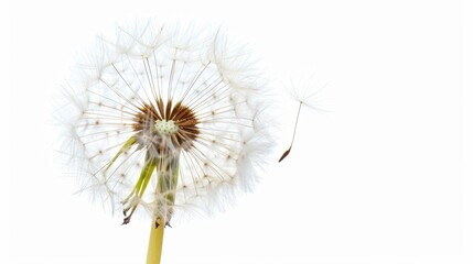dandelion Isolated on white background. concept of object nature for designer.