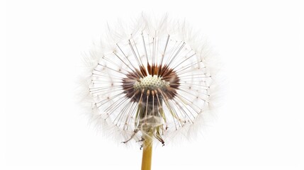 dandelion Isolated on white background. concept of object nature for designer.