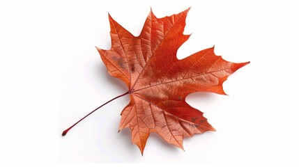 maple leaf Isolated on white background. concept of object nature for designer.