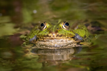Teichfrosch