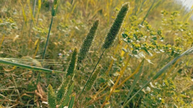 Harding Grass, Phleum nodosum, Phalaris paradoxa or Alopecurus pratensis green plants.