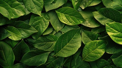 green leaves background