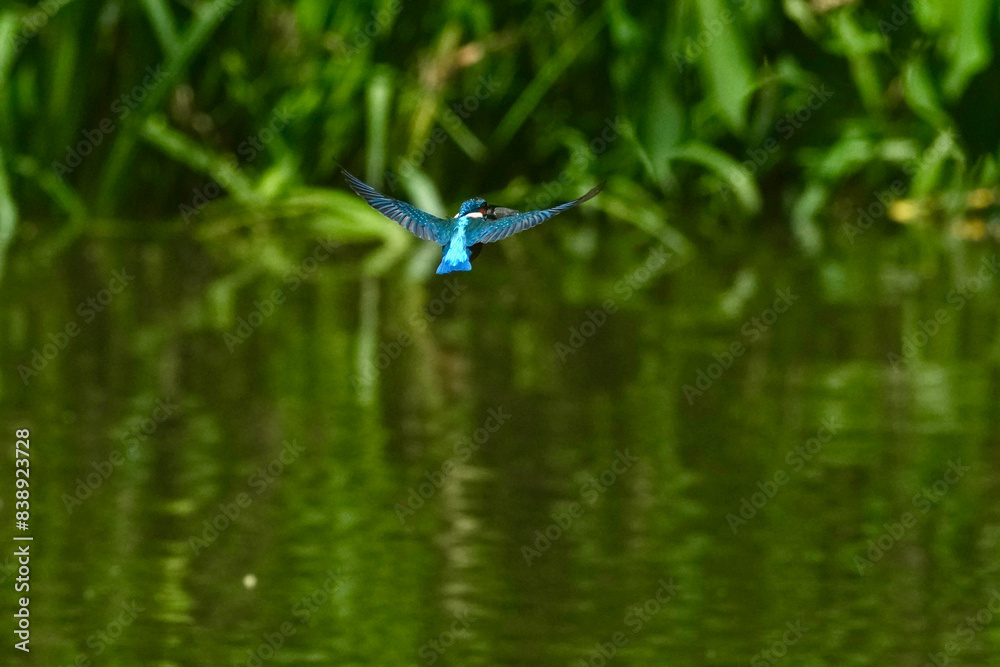 Canvas Prints common kingfisher in a forest