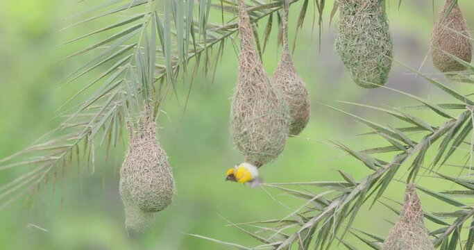 Yellow Male Baya Weavers protecting the nests and putting up a display to attract the females to the partially built nest in a palm tree