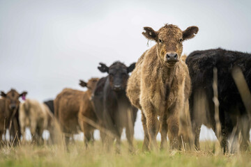 herd of big fat steers grazing on lush long green pasture in a field on a. beef cattle farm in Australia in spring, with regenerative native pasture