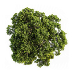 Fototapeta premium aerial view of an ancient oak woodland, highlighting the natural patterns and textures formed by the trees.