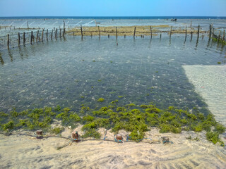 Traditional seaweed cultivation © Wahyu