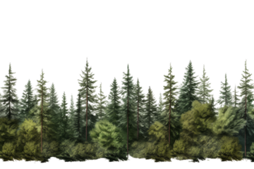 Symphony of Pine: A Majestic Row of Natures Sentinels on a White or Clear Surface PNG Transparent Background.