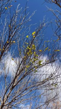 Autumn scene, tree with the last yellow leaves about to fall, moving by the wind. Video in vertical format