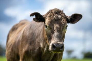 beautiful cattle in Australia  eating grass, grazing on pasture. Herd of cows free range beef being regenerative raised on an agricultural farm. Sustainable farming of food crops.