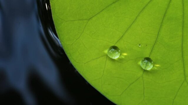 close-up of a green lotus leaf with water droplets on it. The leaf is a light green color and the droplets are clear. The background is blurred and out of focus.