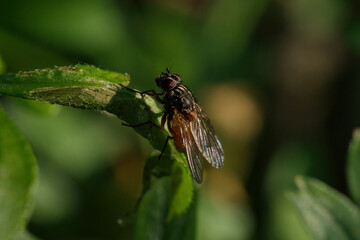 A common Housefly