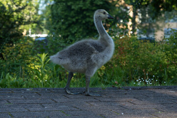 juvenile Canada goose